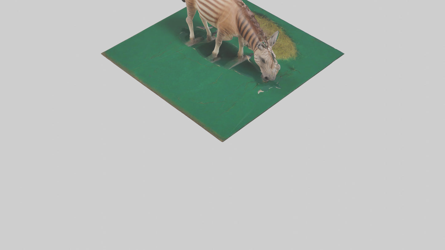 3D model Quagga grazing extinct model VR / AR / low-poly