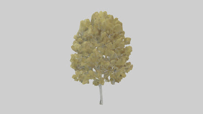 3D model Quaking Aspen tree model VR / AR / low-poly