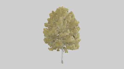 3D model Quaking Aspen tree model VR / AR / low-poly
