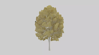 3D model Quaking Aspen tree model VR / AR / low-poly