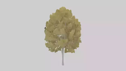 3D model Quaking Aspen tree model VR / AR / low-poly