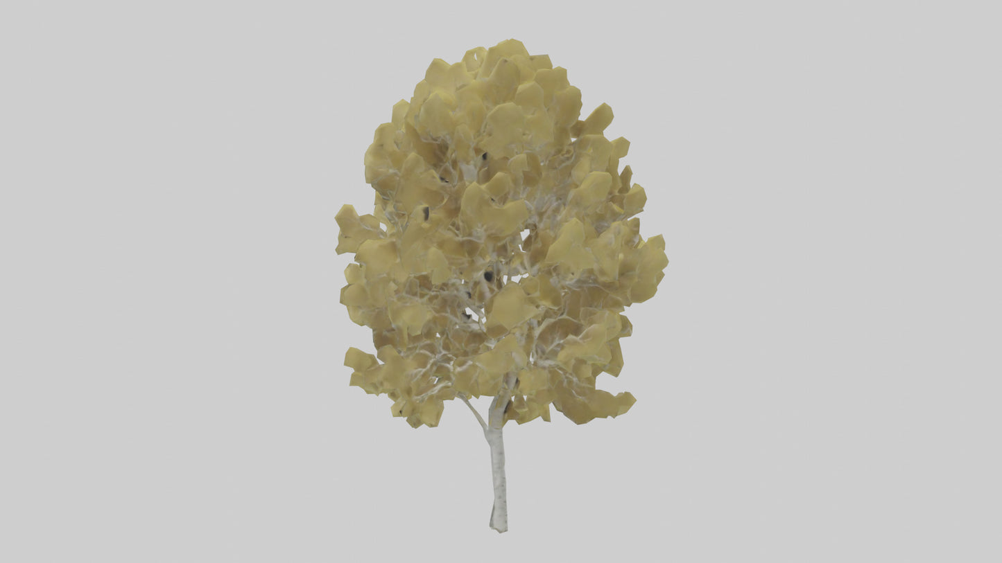 3D model Quaking Aspen tree model VR / AR / low-poly