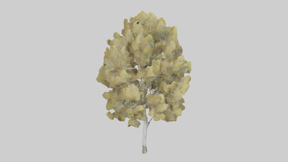 3D model Quaking Aspen tree model VR / AR / low-poly