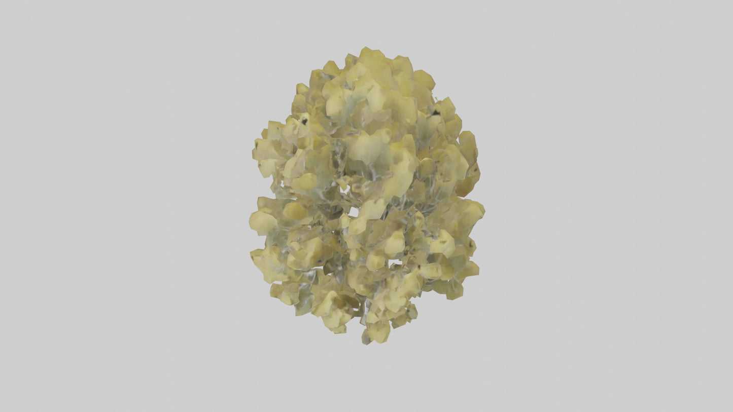 3D model Quaking Aspen tree model VR / AR / low-poly