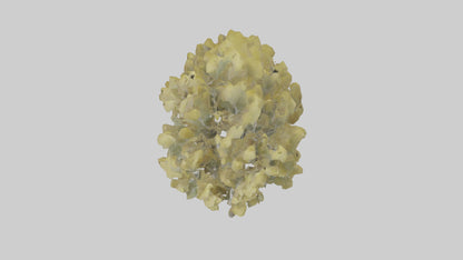 3D model Quaking Aspen tree model VR / AR / low-poly