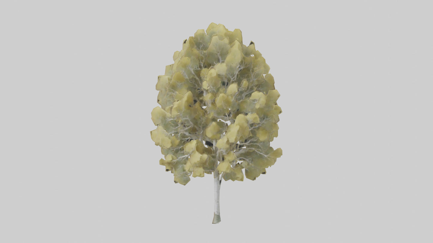 3D model Quaking Aspen tree model VR / AR / low-poly