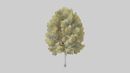 3D model Quaking Aspen tree model VR / AR / low-poly