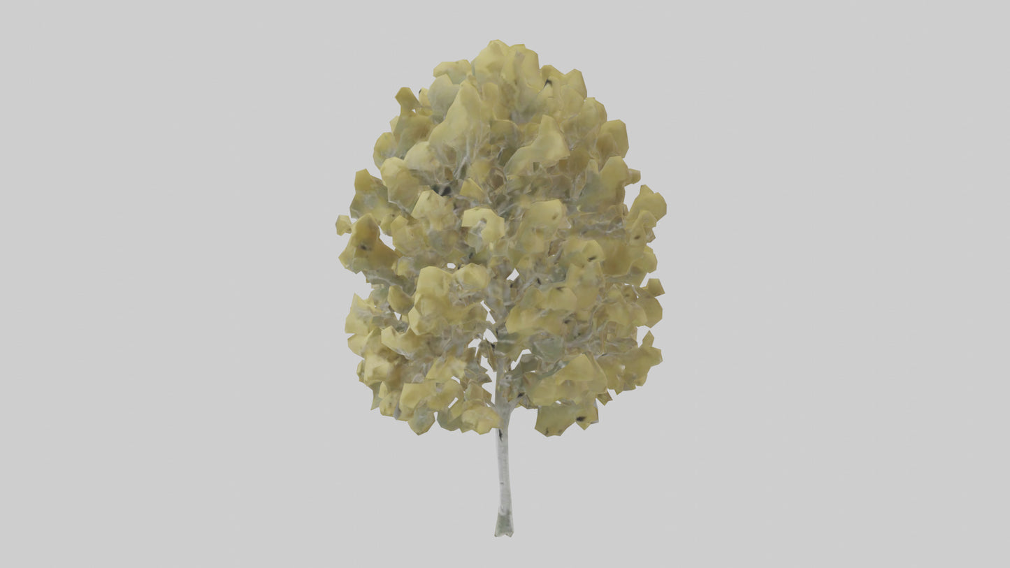 3D model Quaking Aspen tree model VR / AR / low-poly