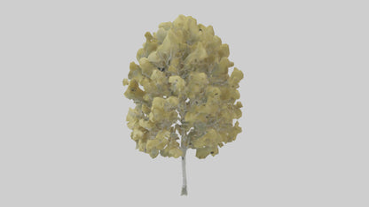 3D model Quaking Aspen tree model VR / AR / low-poly
