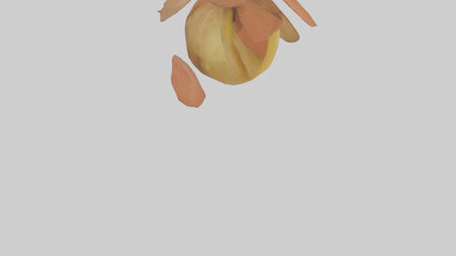 3D model Quince model VR / AR / low-poly