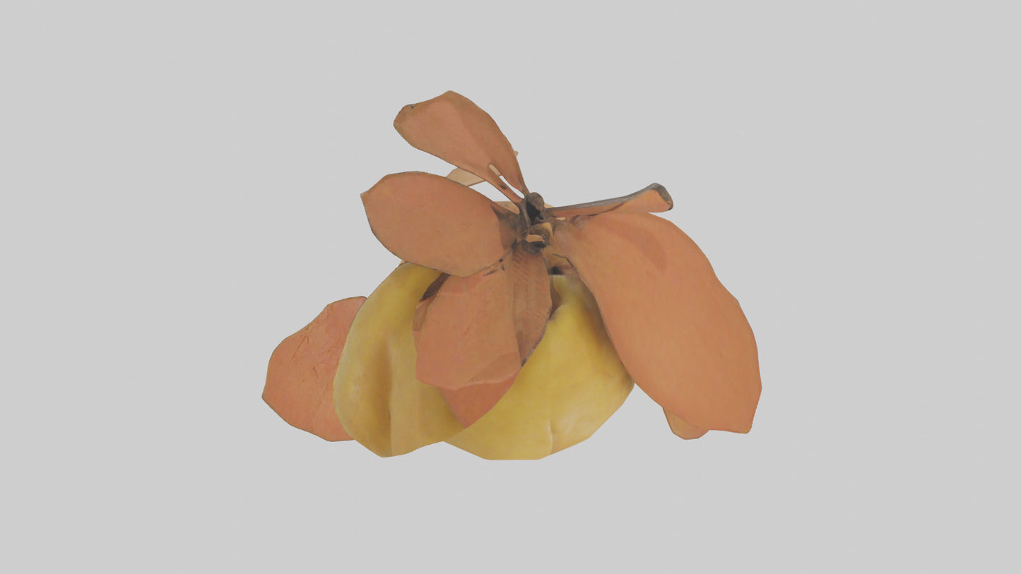 3D model Quince model VR / AR / low-poly