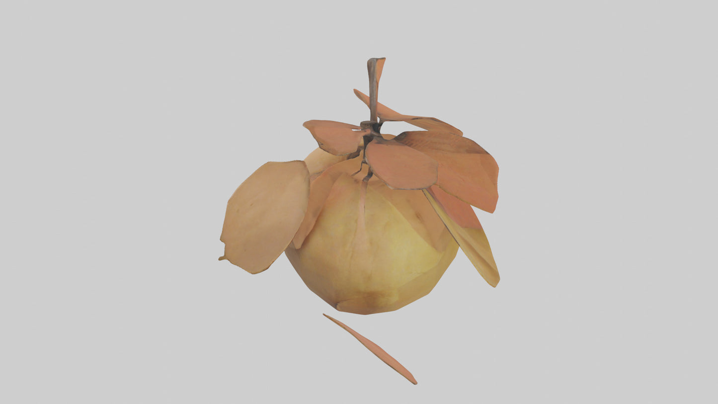 3D model Quince model VR / AR / low-poly