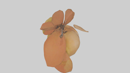 3D model Quince model VR / AR / low-poly