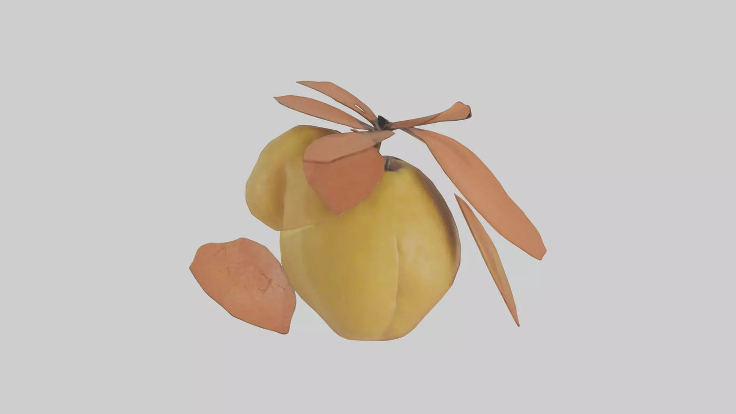 3D model Quince model VR / AR / low-poly