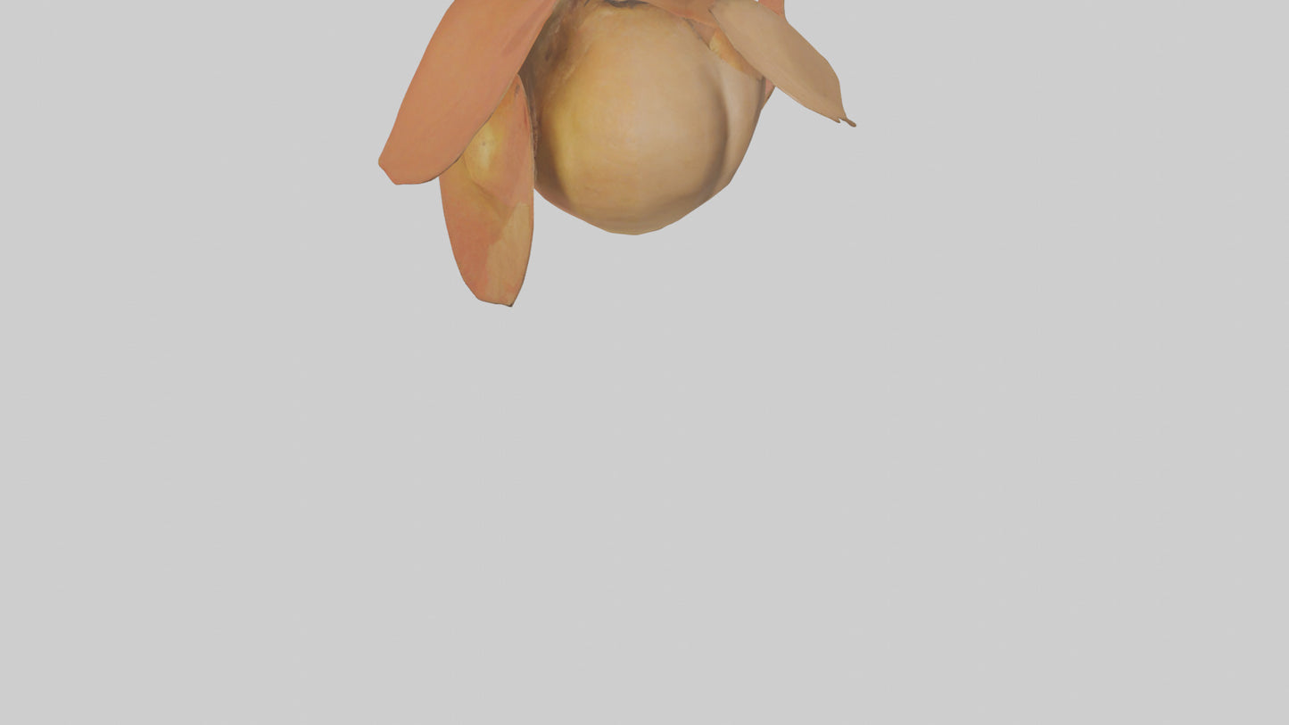 3D model Quince model VR / AR / low-poly