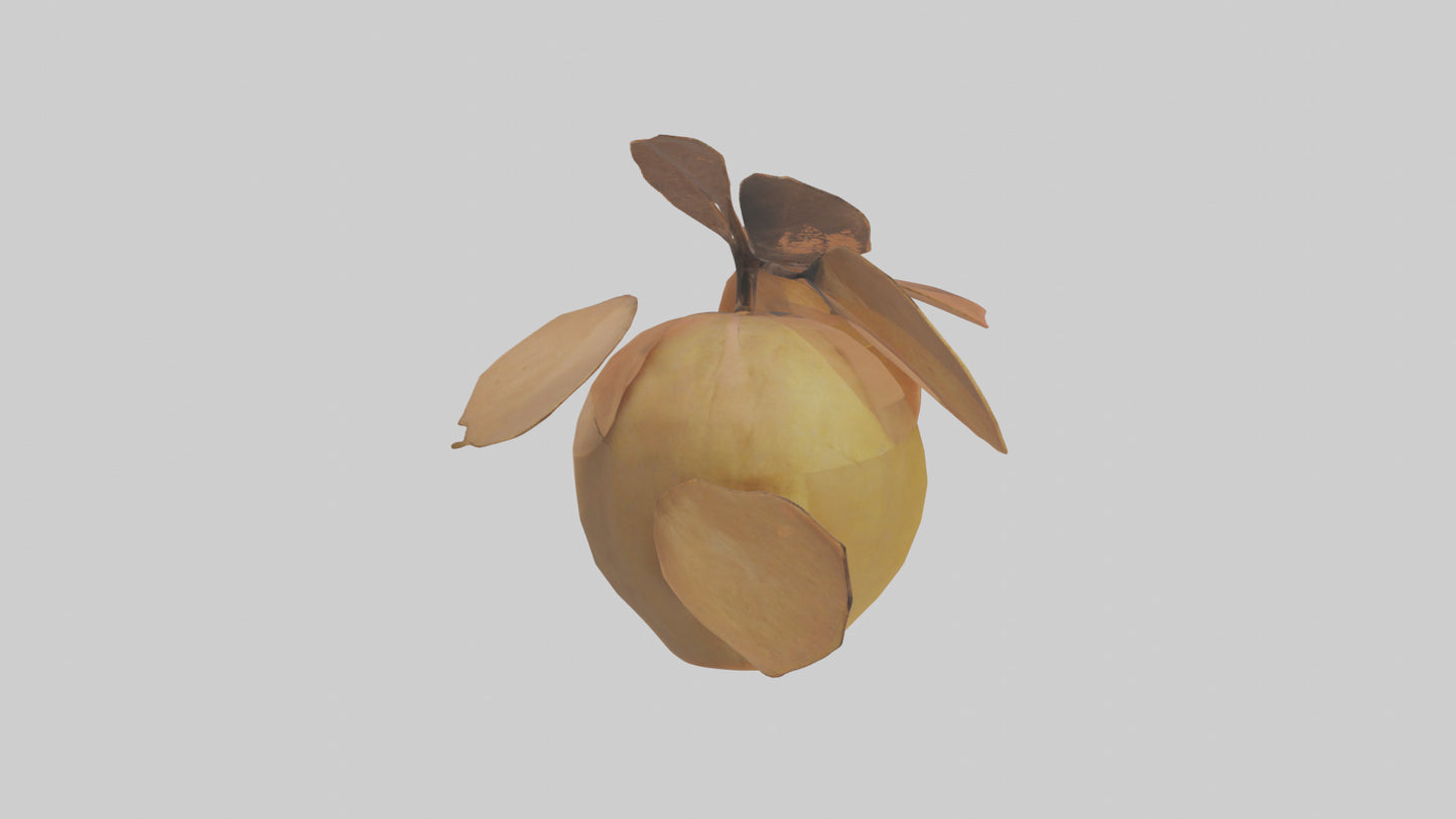 3D model Quince model VR / AR / low-poly