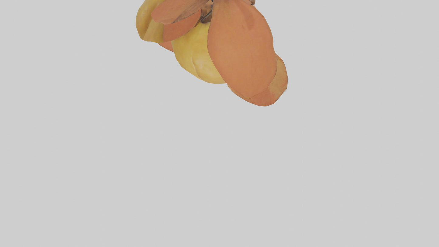 3D model Quince model VR / AR / low-poly