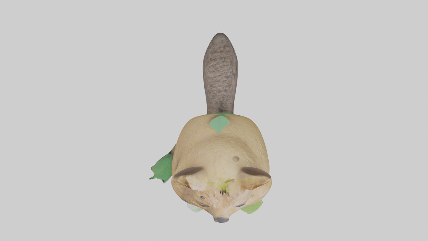 3D model Quokka munching leaves model VR / AR / low-poly