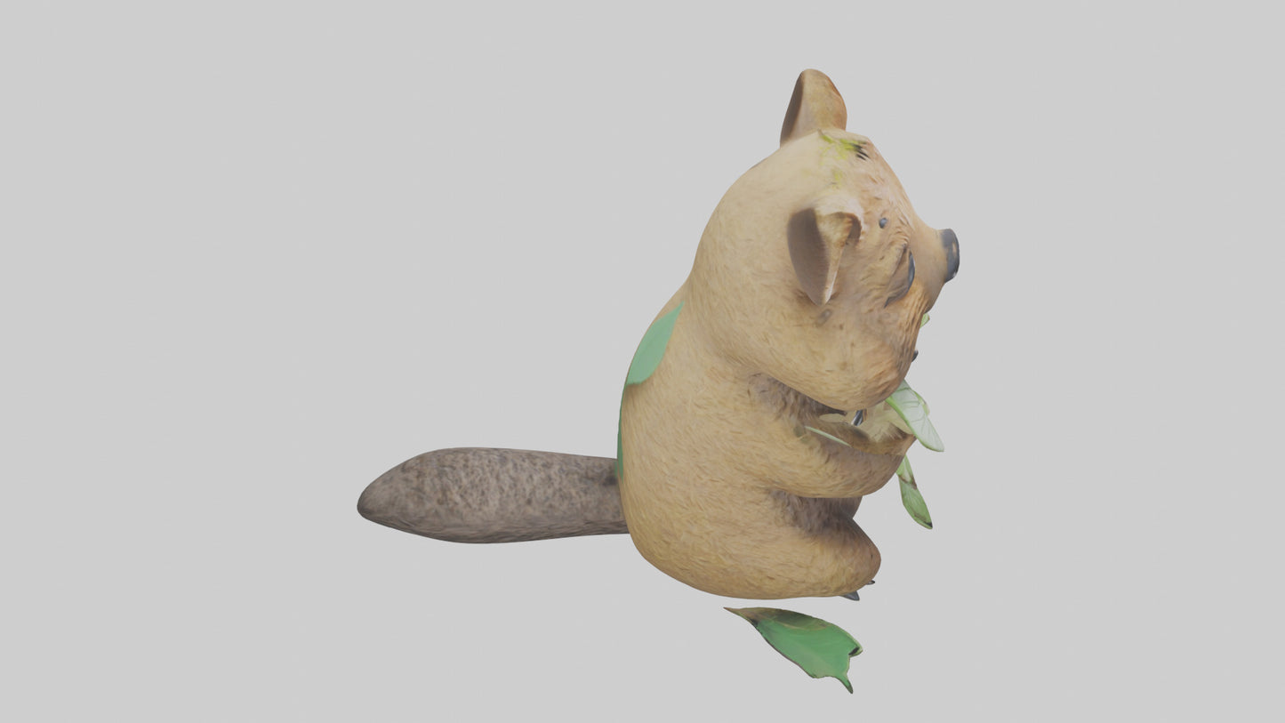 3D model Quokka munching leaves model VR / AR / low-poly