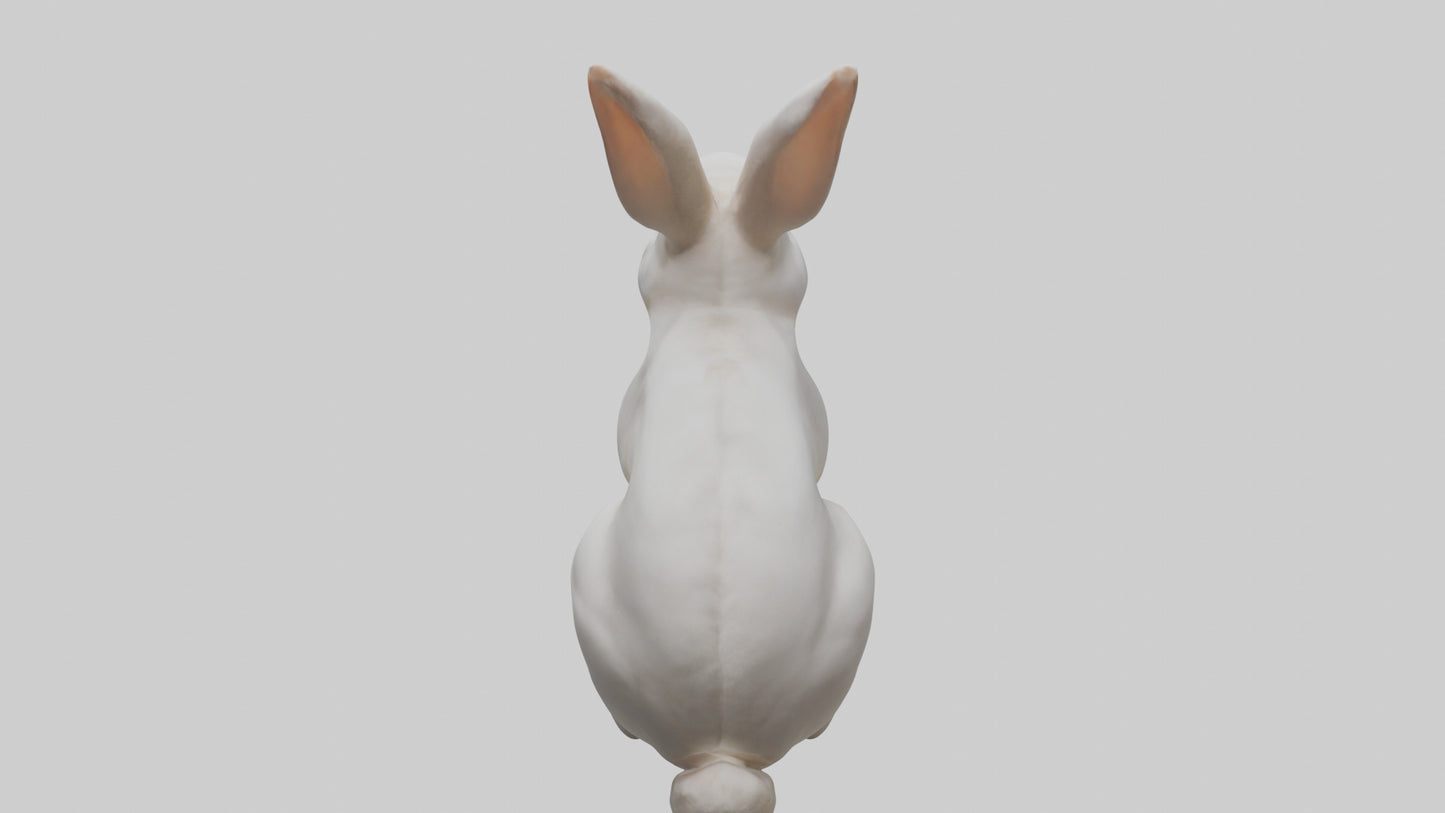 3D model Rabbit Body VR / AR / low-poly
