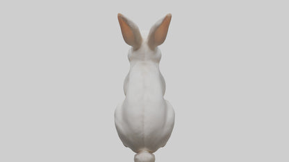 3D model Rabbit Body VR / AR / low-poly