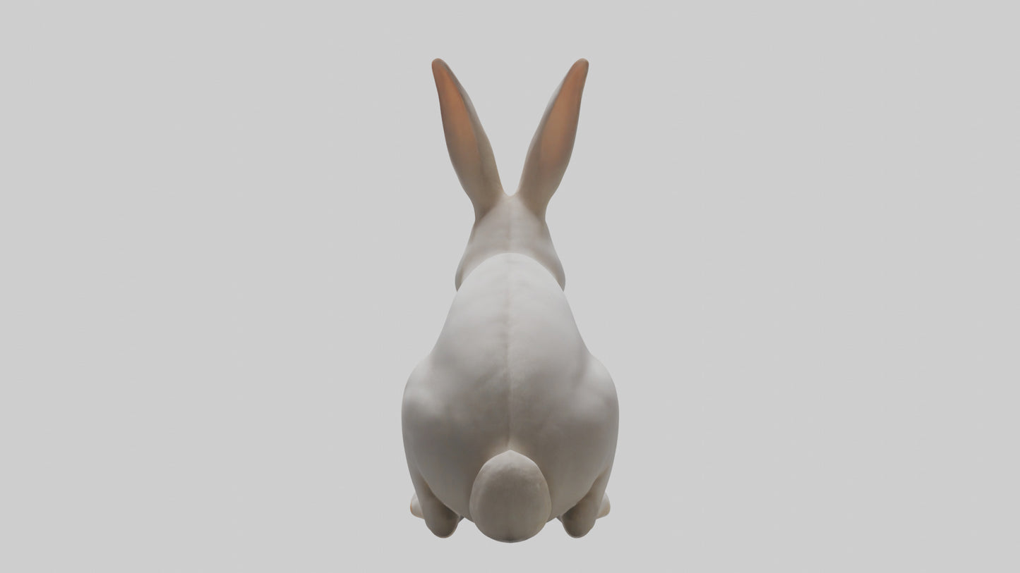3D model Rabbit Body VR / AR / low-poly