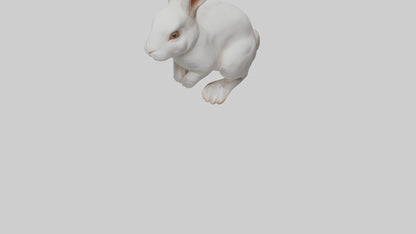 3D model Rabbit Body VR / AR / low-poly