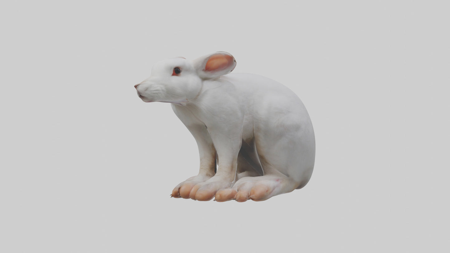 3D model Rabbit Feet VR / AR / low-poly
