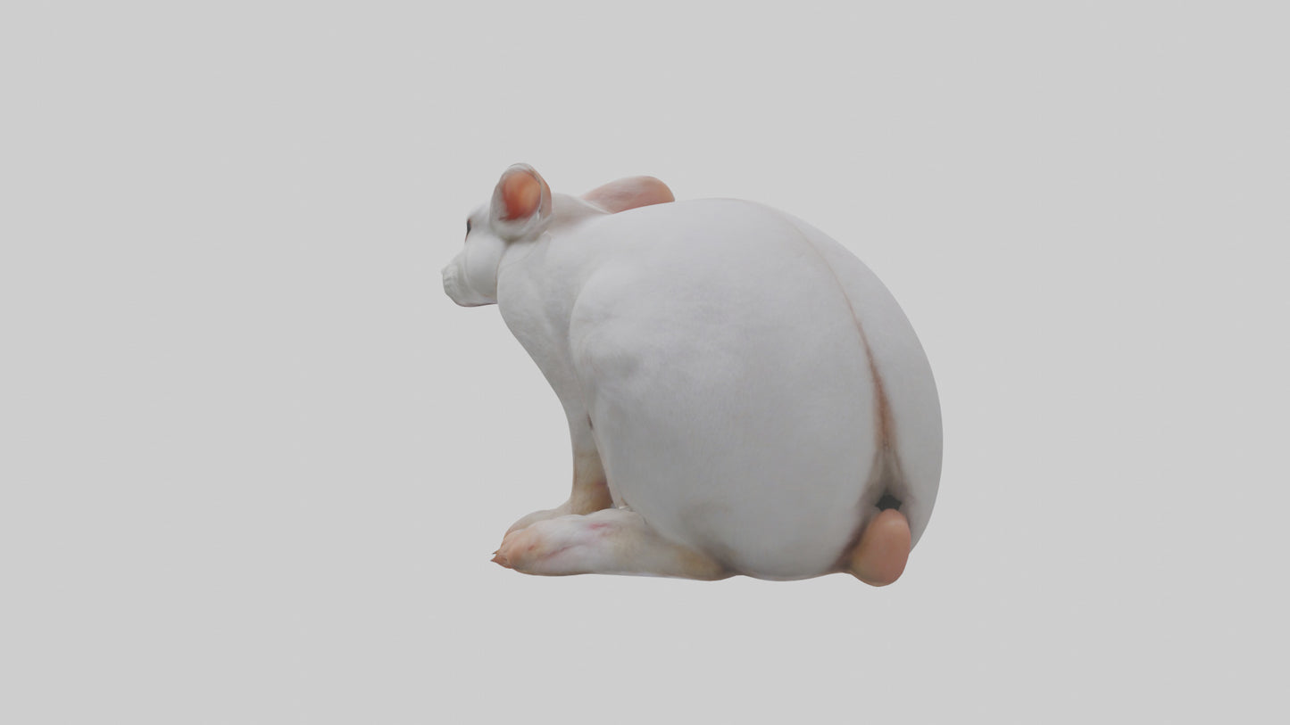 3D model Rabbit Feet VR / AR / low-poly