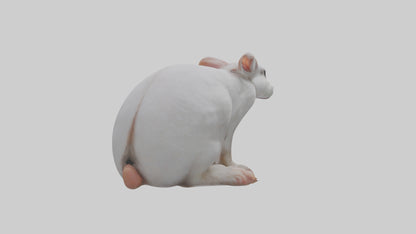 3D model Rabbit Feet VR / AR / low-poly