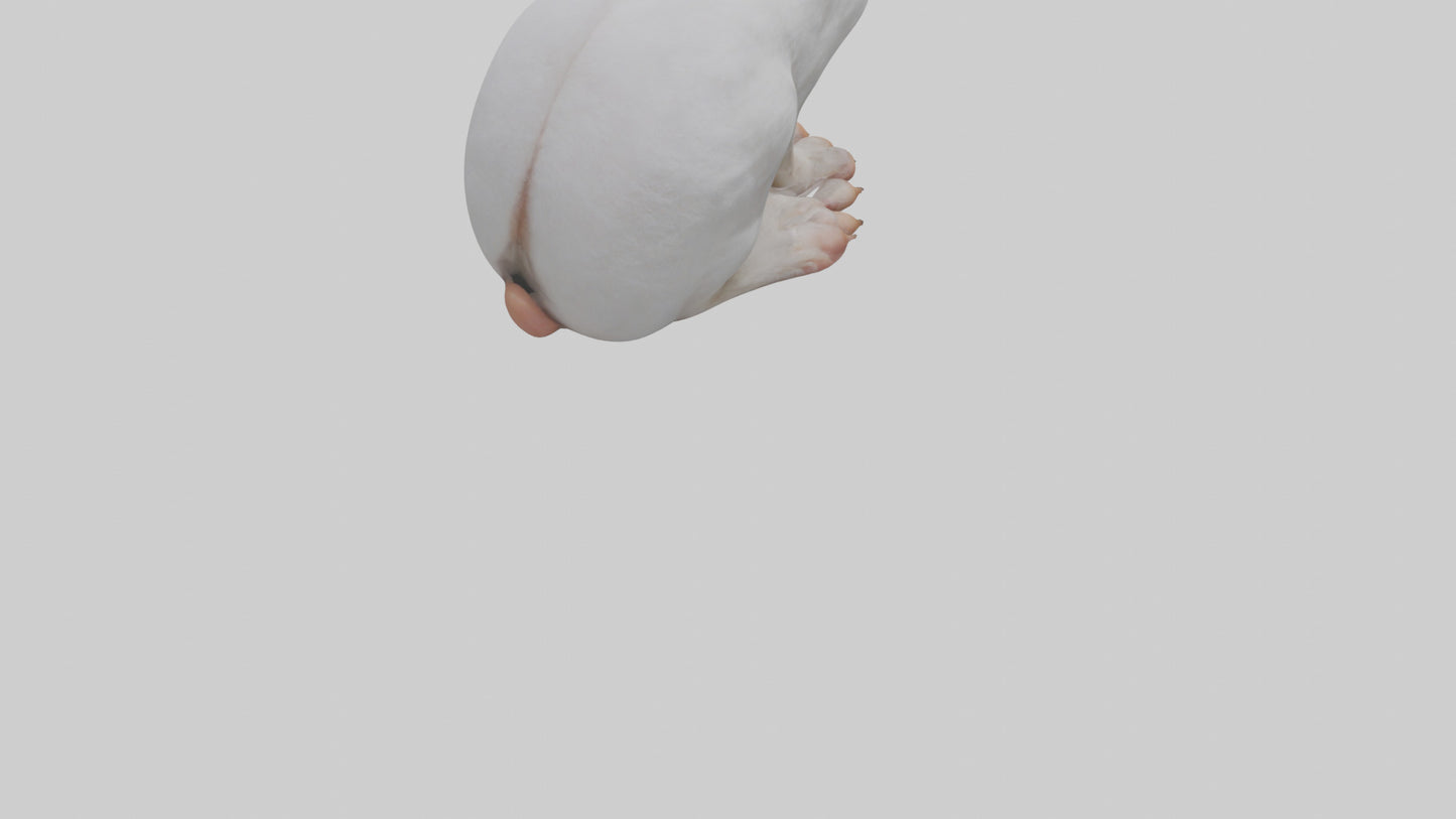 3D model Rabbit Feet VR / AR / low-poly