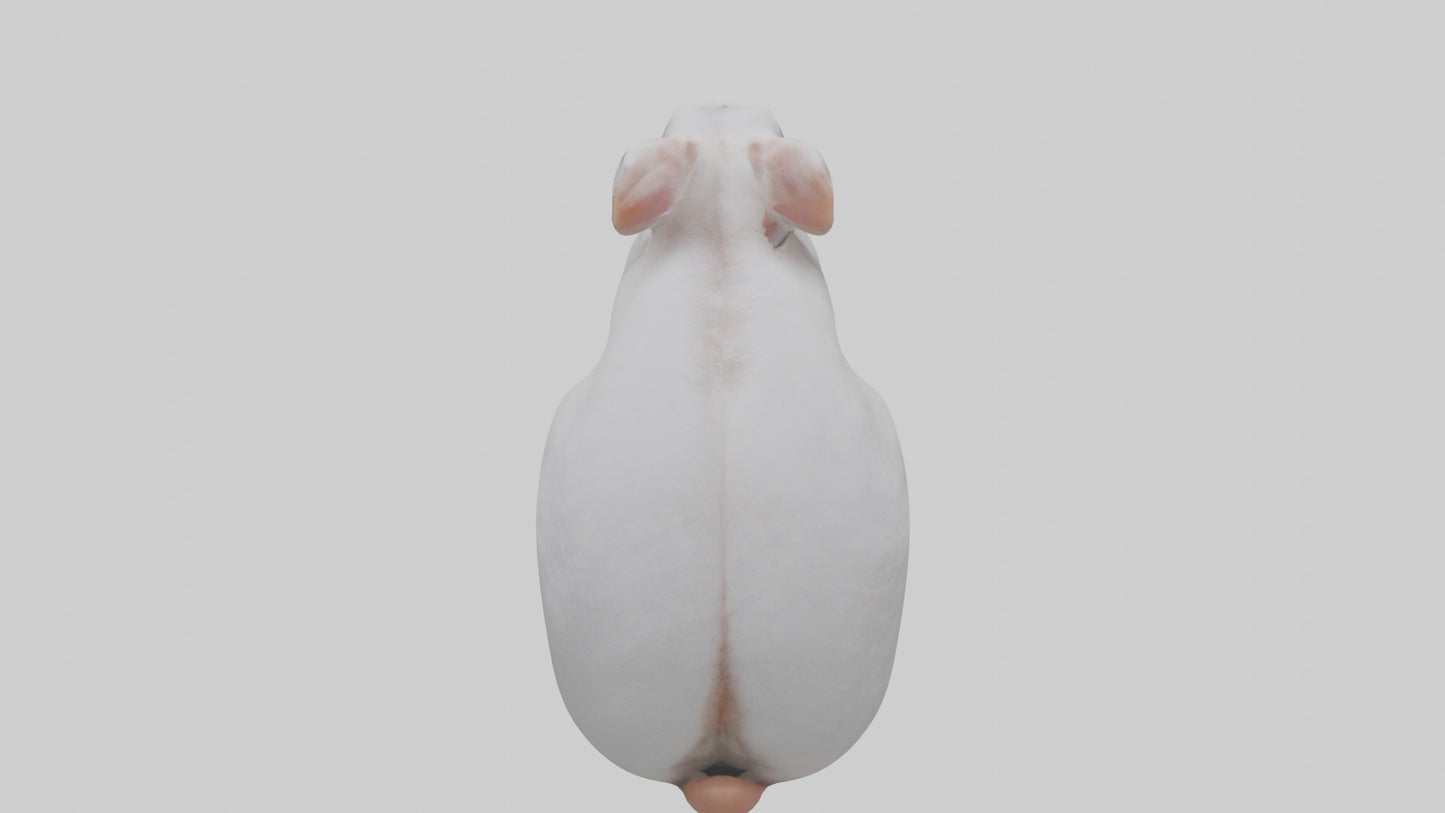 3D model Rabbit Feet VR / AR / low-poly