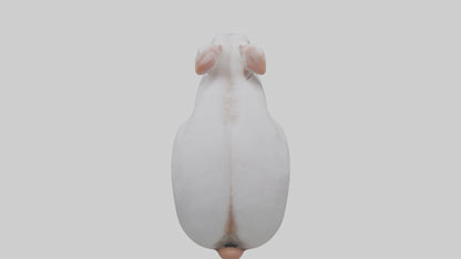 3D model Rabbit Feet VR / AR / low-poly