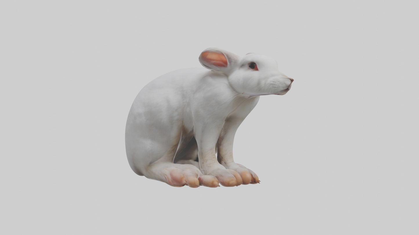 3D model Rabbit Feet VR / AR / low-poly