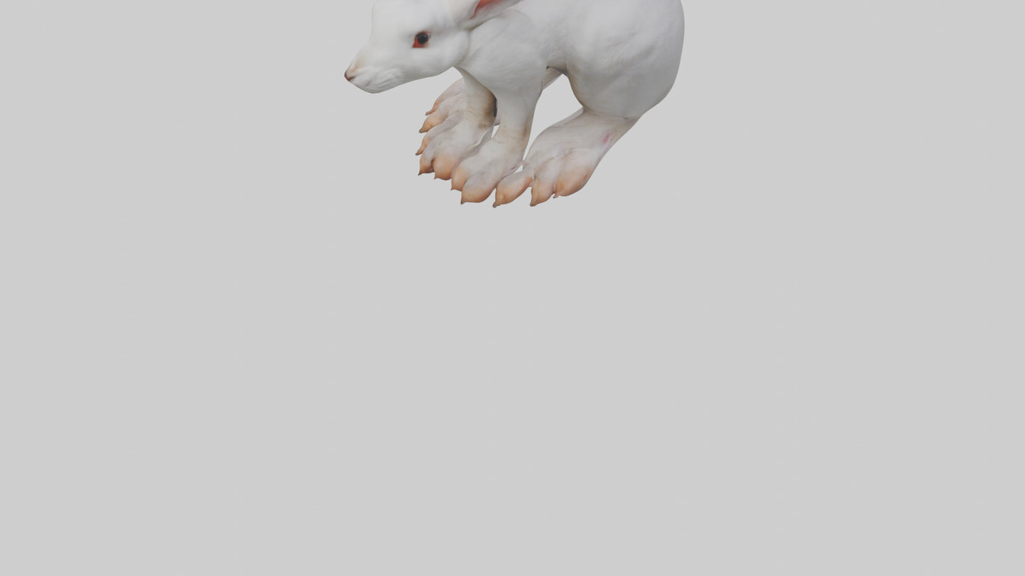 3D model Rabbit Feet VR / AR / low-poly