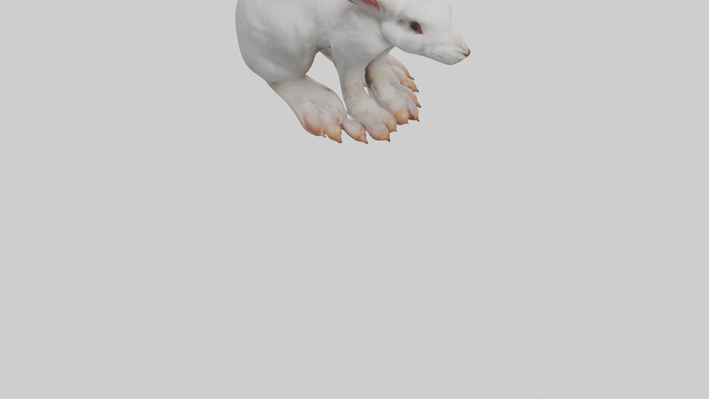 3D model Rabbit Feet VR / AR / low-poly