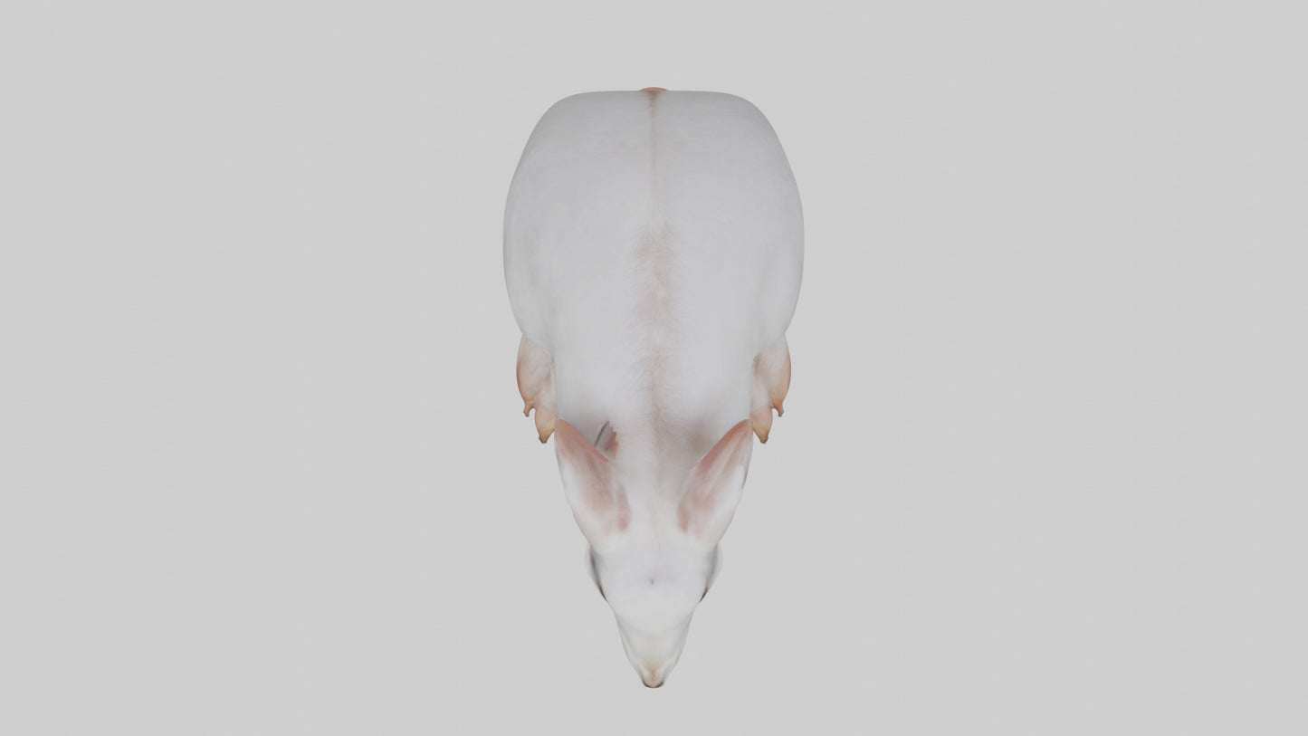 3D model Rabbit Feet VR / AR / low-poly