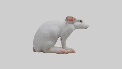 3D model Rabbit Feet VR / AR / low-poly