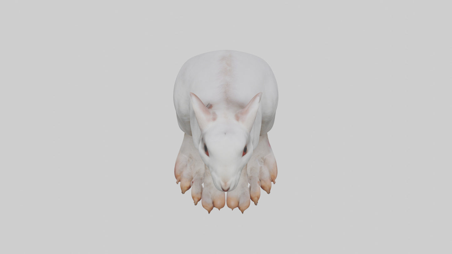 3D model Rabbit Feet VR / AR / low-poly