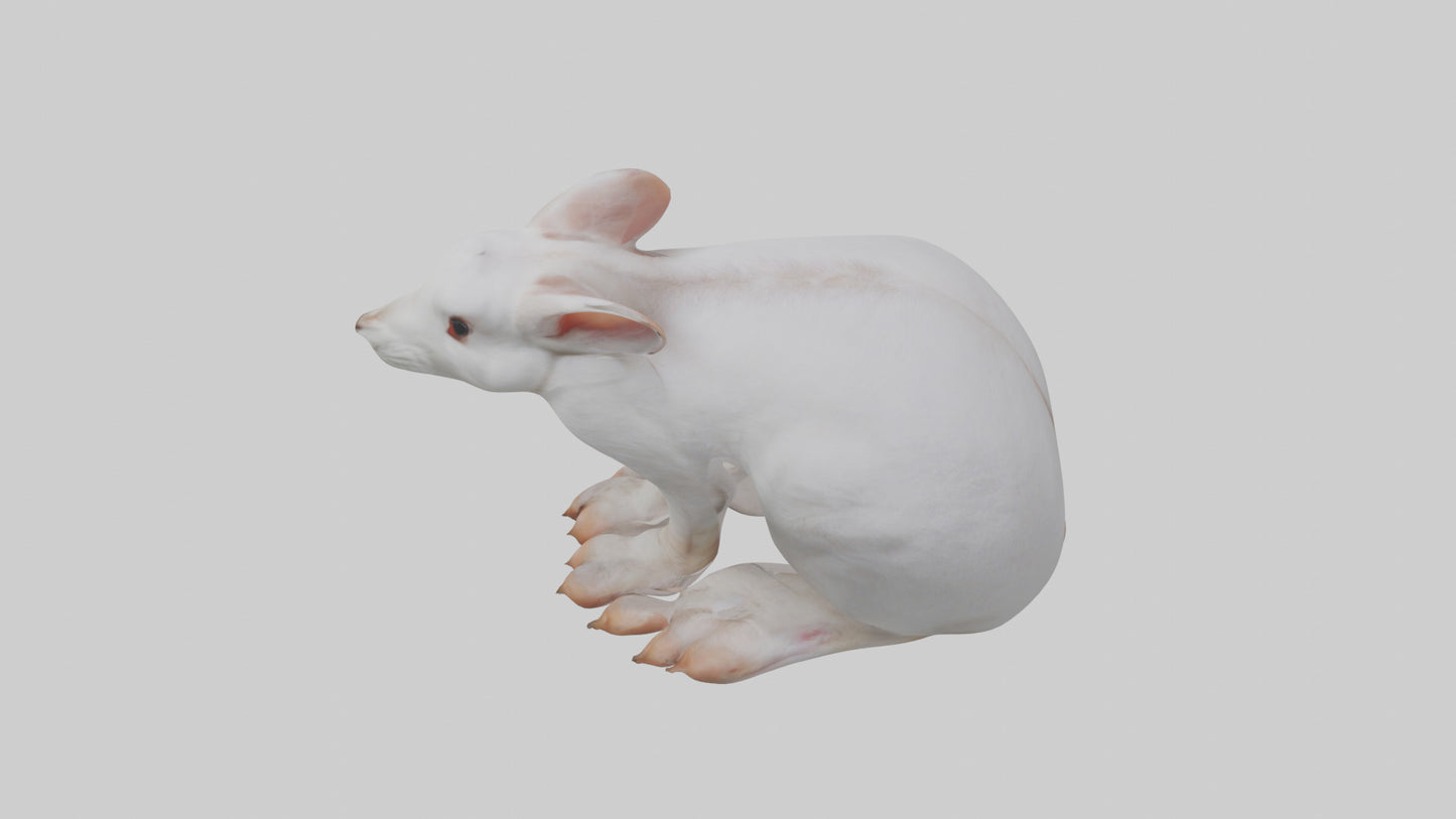 3D model Rabbit Feet VR / AR / low-poly