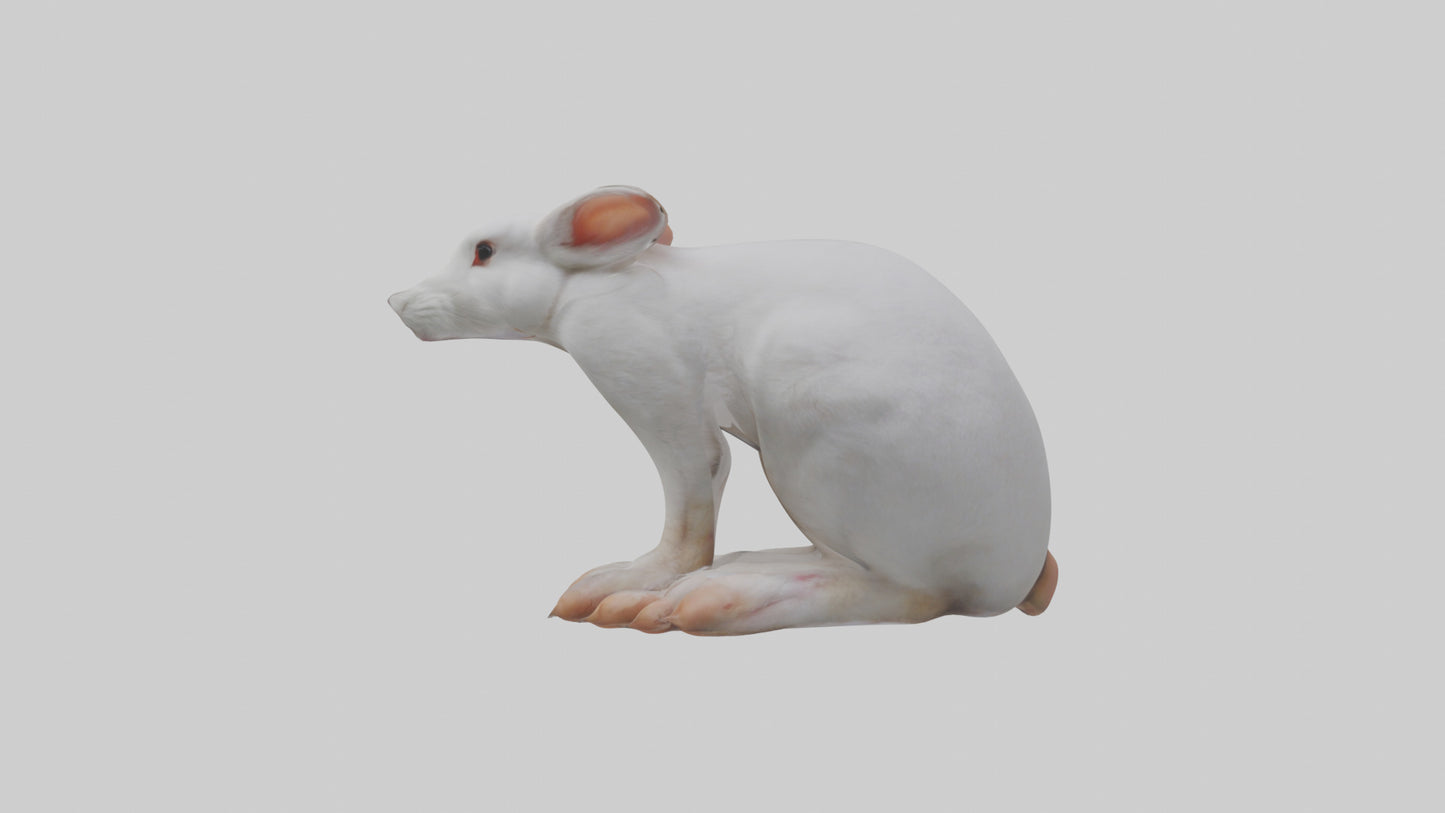 3D model Rabbit Feet VR / AR / low-poly