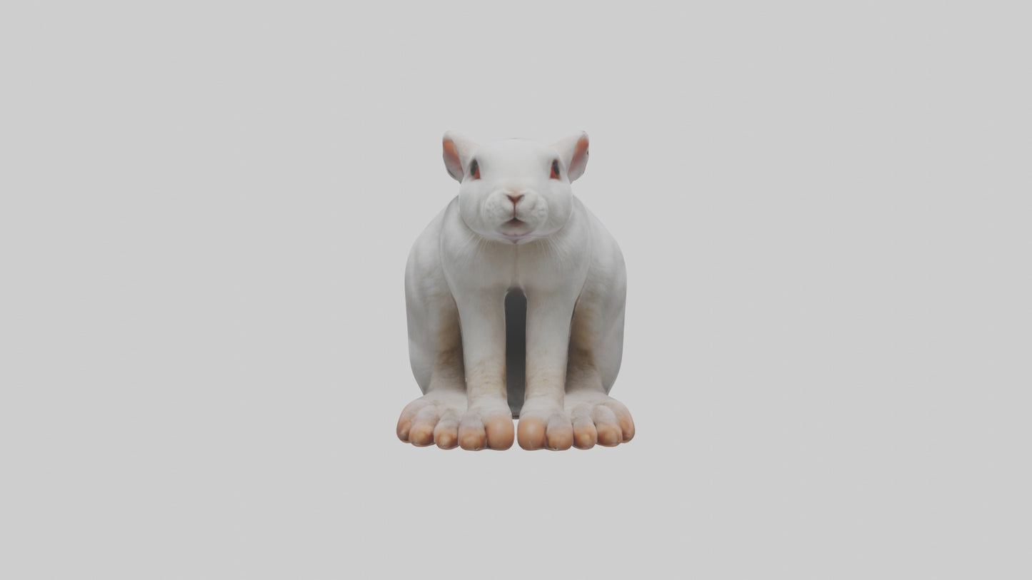 3D model Rabbit Feet VR / AR / low-poly