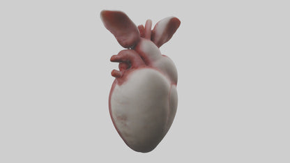 3D model Rabbit Heart VR / AR / low-poly