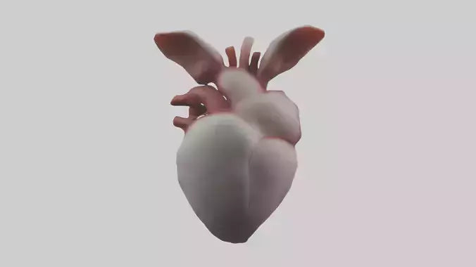 3D model Rabbit Heart VR / AR / low-poly