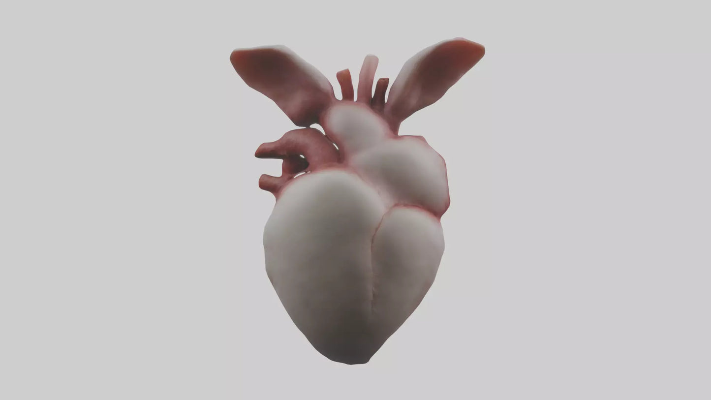 3D model Rabbit Heart VR / AR / low-poly