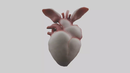 3D model Rabbit Heart VR / AR / low-poly
