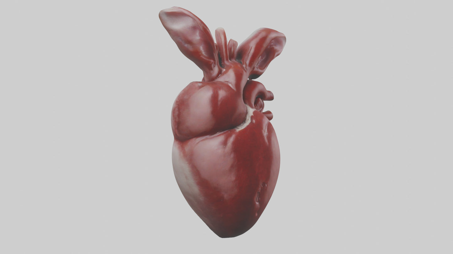 3D model Rabbit Heart VR / AR / low-poly