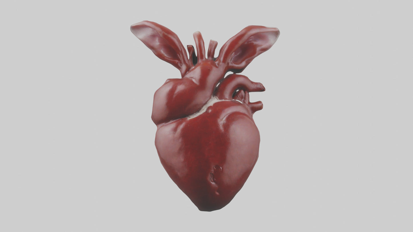 3D model Rabbit Heart VR / AR / low-poly