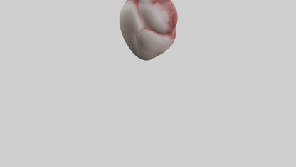 3D model Rabbit Heart VR / AR / low-poly