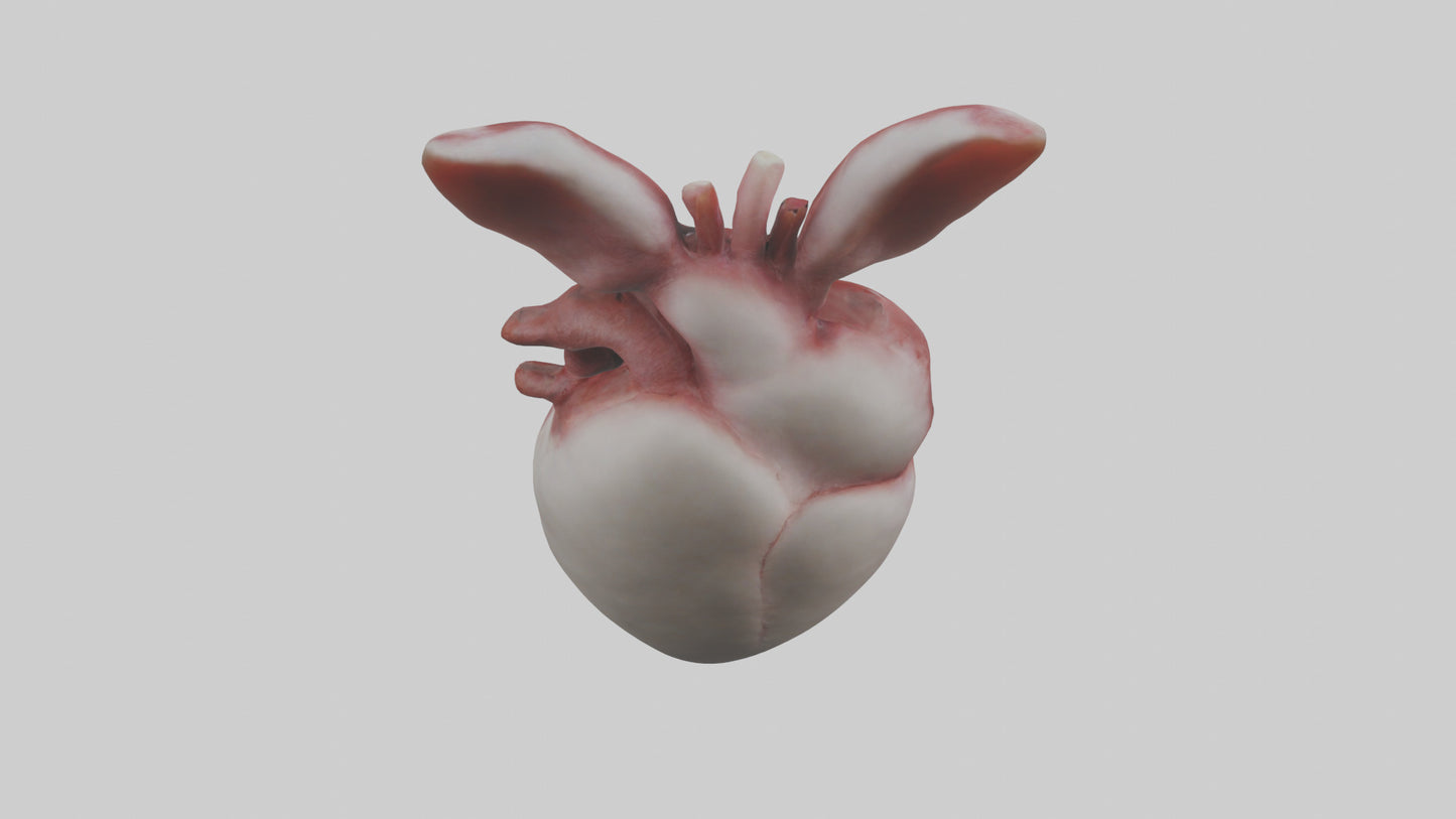 3D model Rabbit Heart VR / AR / low-poly